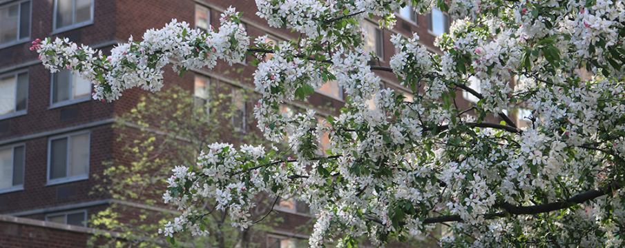 Lincoln Square in Spring Bloom